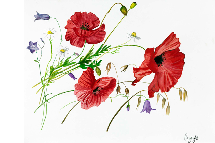 Large poppies watercolour