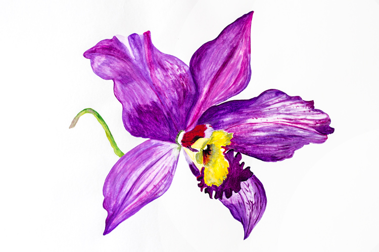 Large orchid floral watercolour