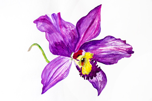 Orchid floral watercolour