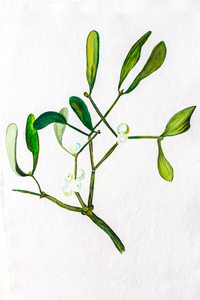 Mistletoe watercolour print
